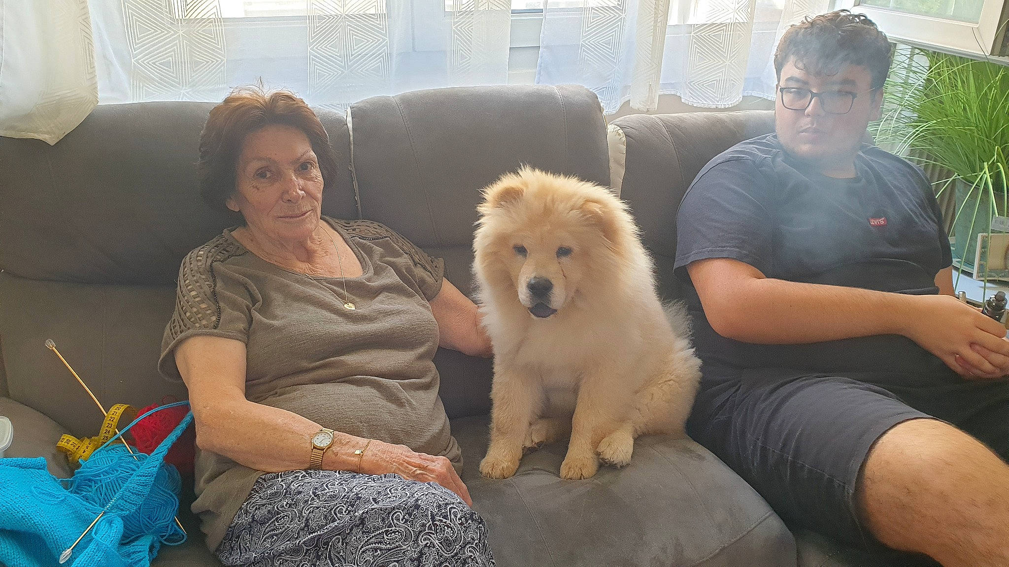 Trésor participe au concours pour gagner de l'argent avec cette photo : canidae, carnivore, comfort, companion_dog, couch, dog, dog_breed, fawn, fun, fur, happy, lap, leisure, maremma_sheepdog, sitting, smile, snout, spitz, sporting_group, thigh
