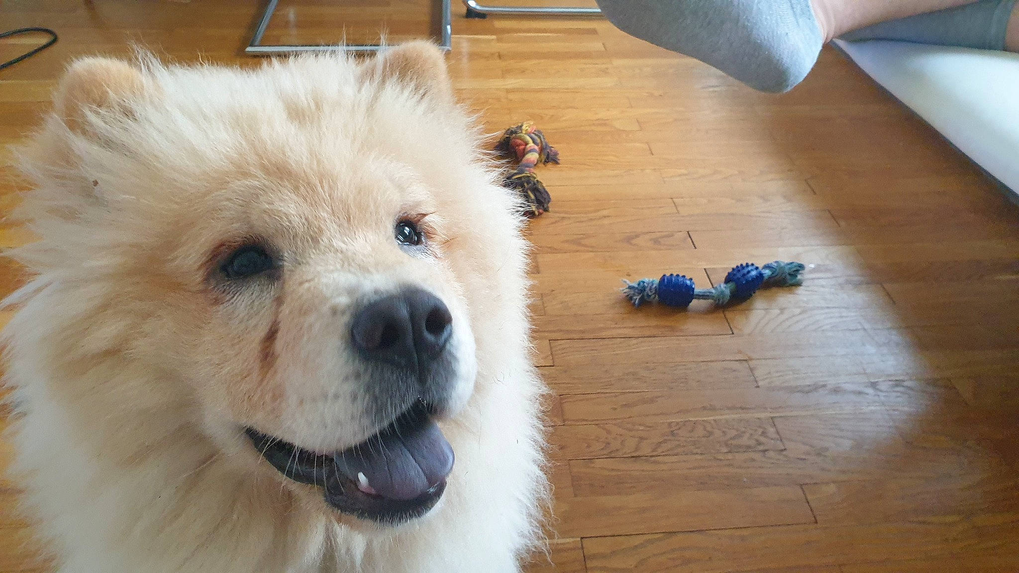 Trésor participe au concours pour gagner de l'argent avec cette photo : carnivore, companion_dog, dog, dog_breed, electric_blue, flooring, fur, german_spitz, german_spitz_klein, hardwood, laminate_flooring, spitz, toy_dog, varnish, volpino_italiano, whiskers, wood, wood_flooring, wood_stain, working_animal