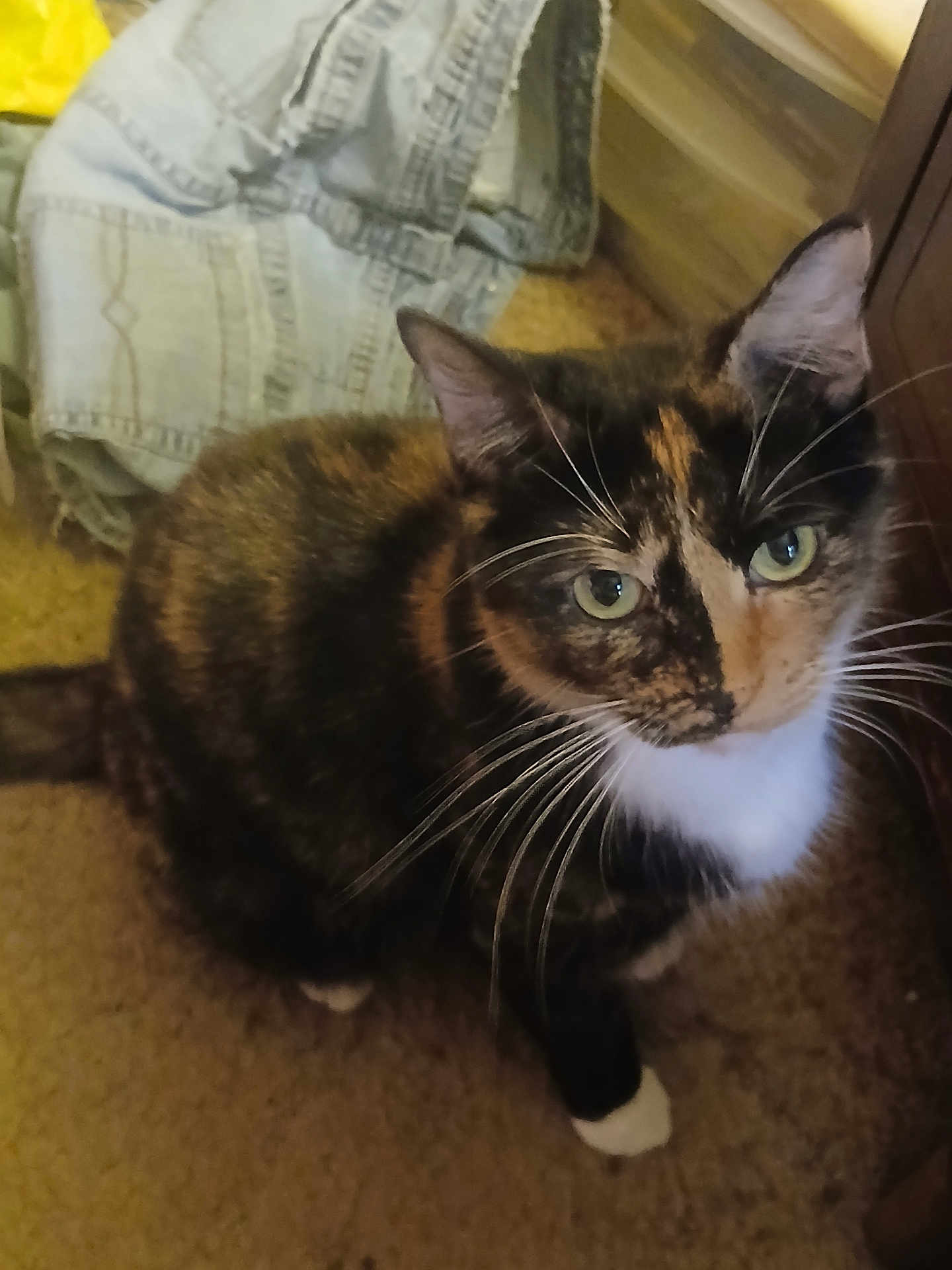 Kitten
