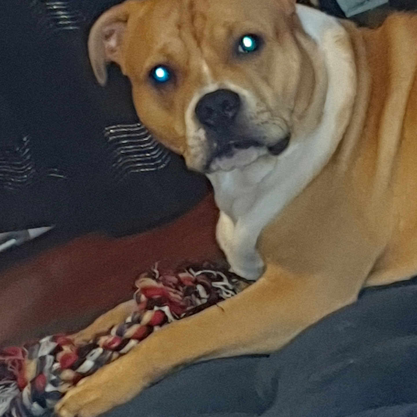 Tyson a rejoint le concours — aidez-le/la à gagner de superbes lots ! animal, blanket, bostonbull, boxer, bulldog, canine, couch, dog, frenchbulldog, furniture, pet, pitbull, puppy