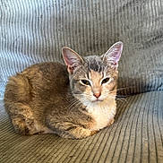 Maple Latte joined the competition — help win amazing prizes! animal, cat, comfort, couch, cozy, cute, ears, feline, fur, home, indoor, loaf, mammal, pet, relaxed, resting, seated, soft, tabby, whiskers