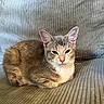cat, feline, loaf, couch, indoor, pet, animal, fur, whiskers, ears, relaxed, seated, home, cozy, resting, cute, tabby, mammal, soft, comfort