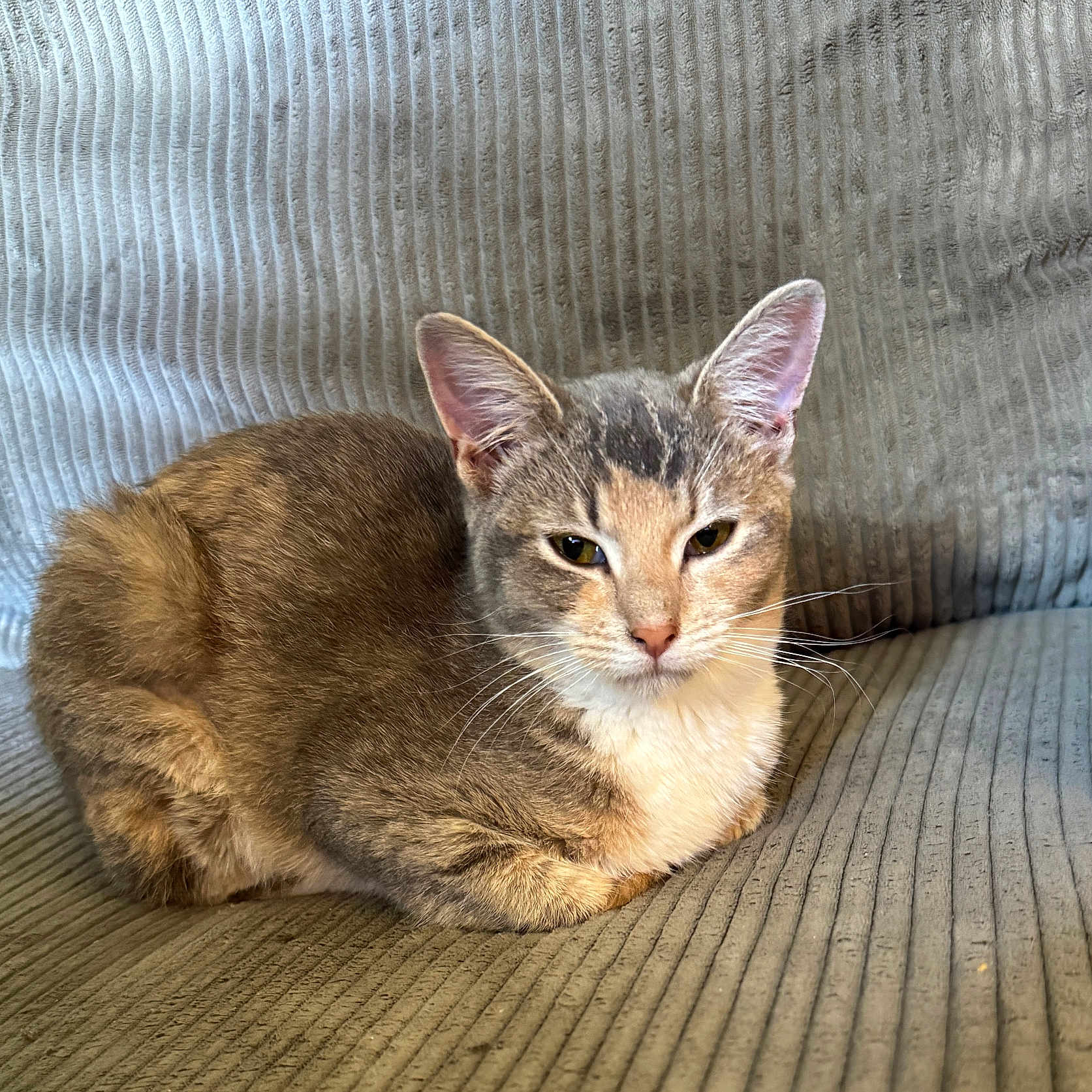 Maple Latte joined the competition — help win amazing prizes! animal, cat, comfort, couch, cozy, cute, ears, feline, fur, home, indoor, loaf, mammal, pet, relaxed, resting, seated, soft, tabby, whiskers