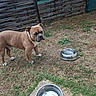 dog, brown_dog, white_paws, metal_bowls, grass, patchy_grass, fence, wooden_fence, outdoor, yard, pet, canine, animal, standing, looking, daylight, nature, ground, domestic_animal, water_bowl