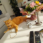 Fripouille a rejoint le concours — aidez-le/la à gagner de superbes lots ! cat, orange_cat, table, flowers, bouquet, remote_controls, lamp, plant, sofa, living_room, sunlight, cord, collar, indoor, furniture, decor, relaxed, pet, white_table