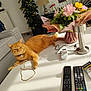 cat, orange_cat, table, flowers, bouquet, remote_controls, lamp, plant, sofa, living_room, sunlight, cord, collar, indoor, furniture, decor, relaxed, pet, white_table