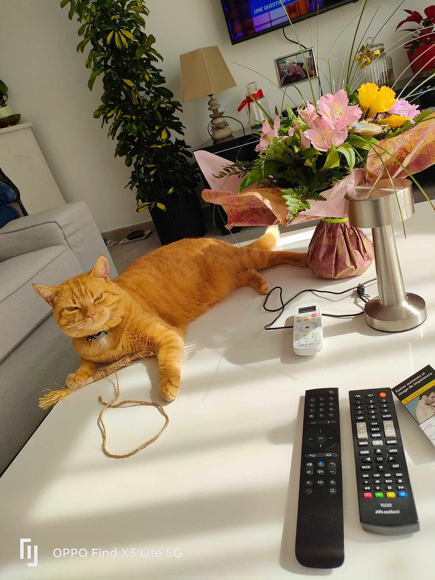 Fripouille a rejoint le concours — aidez-le/la à gagner de superbes lots ! cat, orange_cat, table, flowers, bouquet, remote_controls, lamp, plant, sofa, living_room, sunlight, cord, collar, indoor, furniture, decor, relaxed, pet, white_table