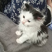 Greta participe au concours pour gagner de l'argent avec cette photo : animal, black_and_white, blanket, blue, cat, cozy, cushion, cute, ears, floral_pattern, fluffy, furry, gray, indoors, kitten, longhaired, pet, portrait, sitting, whiskers