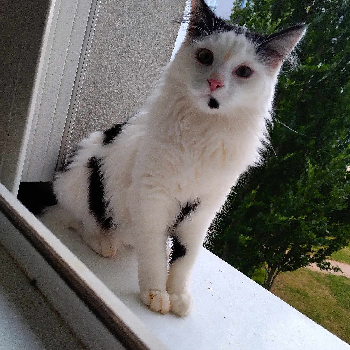 Greta participe au concours pour gagner de l'argent avec cette photo : animal, black_and_white, building, cat, cute, fluffy, green_eyes, indoor, kitten, long_hair, looking_at_camera, outdoor, pet, pink_nose, portrait, sitting, trees, whiskers, window, windowsill
