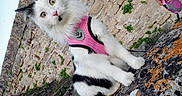 Greta participe au concours pour gagner de l'argent avec cette photo : animal, black_and_white, cat, feline, fluffy, green_eyes, kitten, leash, lichen, long_hair, moss, outdoor, pet, pink_harness, pink_nose, portrait, rock, sitting, stone, whiskers