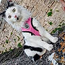 animal, black_and_white, cat, feline, fluffy, green_eyes, kitten, leash, lichen, long_hair, moss, outdoor, pet, pink_harness, pink_nose, portrait, rock, sitting, stone, whiskers