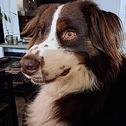 Tempo a rejoint le concours — aidez-le/la à gagner de superbes lots ! dog, portrait, brown, white, fluffy, indoor, pet, animal, canine, face, ears, fur, eyes, closeup, houseplant, television, furniture, home, looking_away, calm