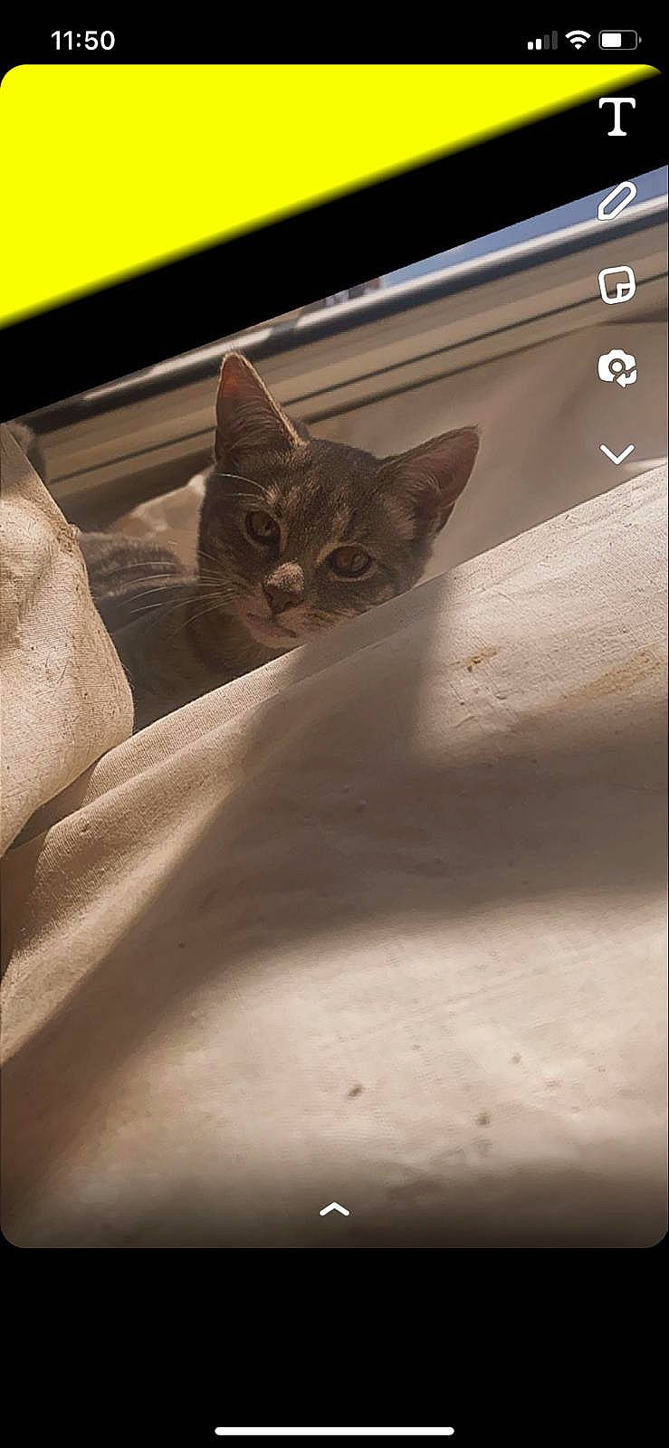 Smokey is registered to the contest to win money with this photo: auto_part, carnivore, cat, comfort, display_device, domestic_short_haired_cat, felidae, font, fur, grey, linens, metal, room, small_to_medium_sized_cats, snout, terrestrial_animal, tire, vehicle_door, whiskers, window