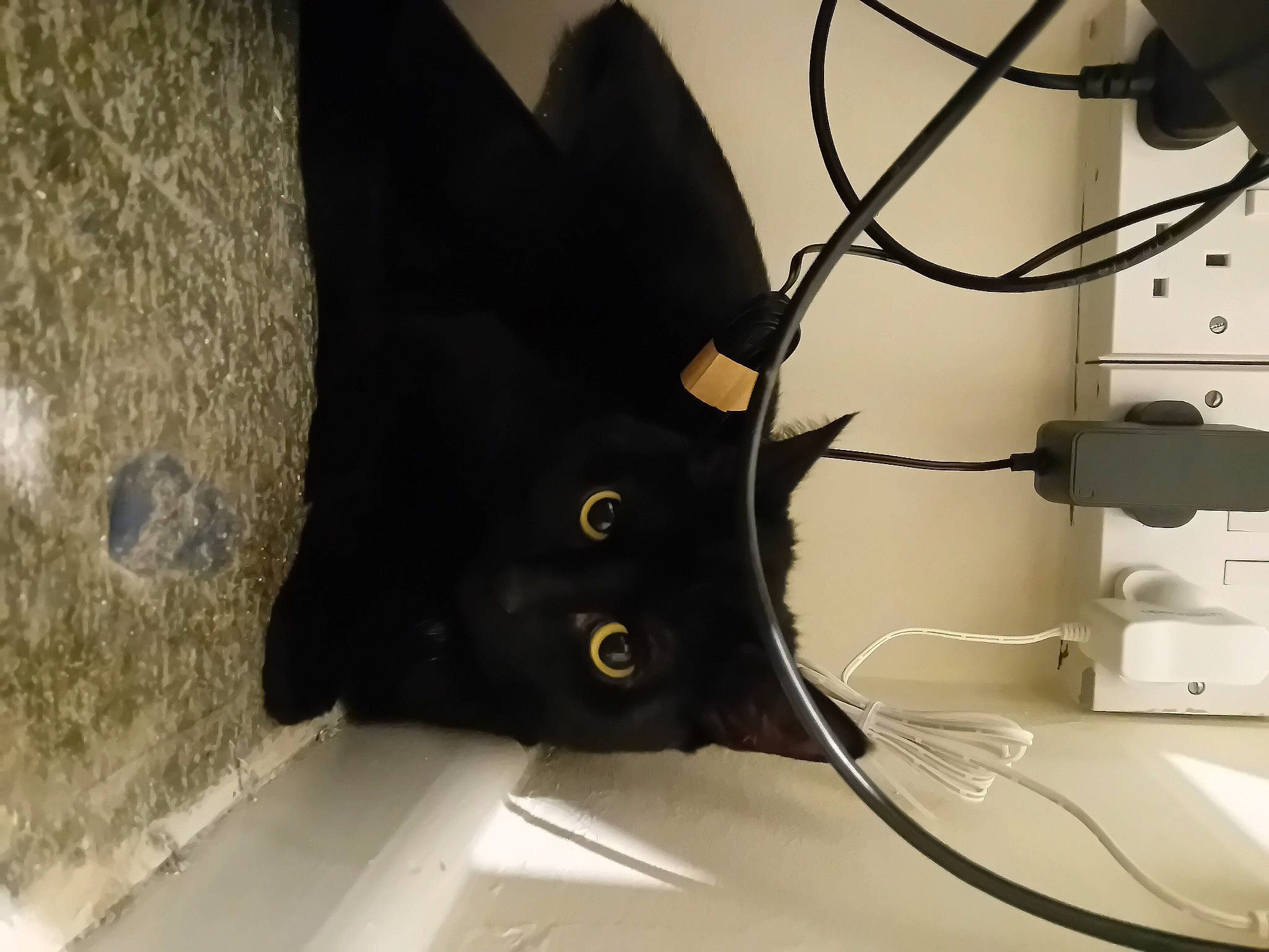 Luna is registered to the contest to win money with this photo: audio_equipment, auto_part, automotive_design, automotive_exterior, bag, cable, carnivore, cat, electrical_supply, electrical_wiring, extension_cord, felidae, gadget, musical_instrument_accessory, personal_protective_equipment, rim, room, small_to_medium_sized_cats, whiskers, wire