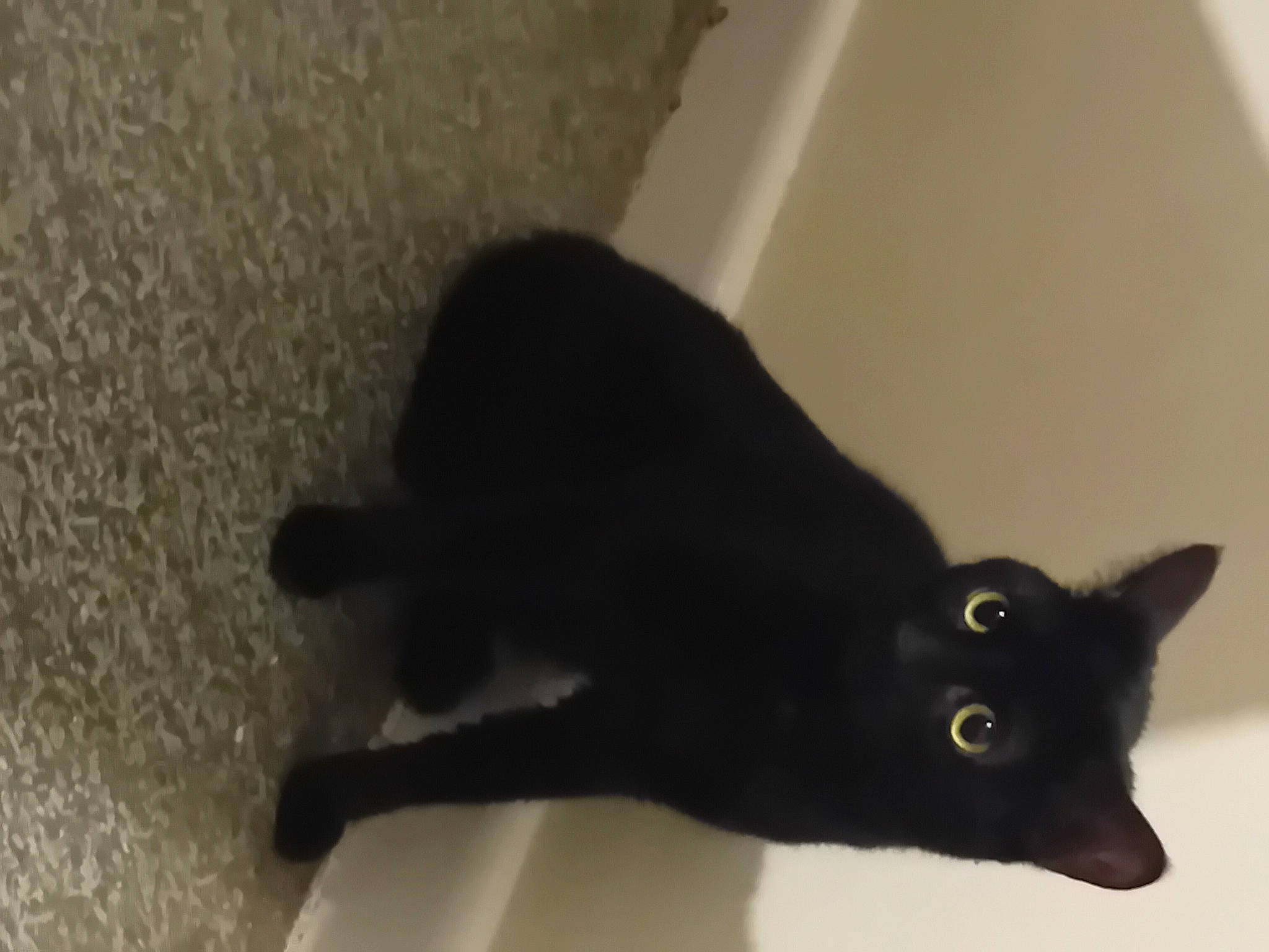 Luna is registered to the contest to win money with this photo: black_cat, bombay, carnivore, cat, claw, domestic_short_haired_cat, ear, felidae, flooring, fur, hardwood, havana_brown, plant, shadow, small_to_medium_sized_cats, snout, tail, terrestrial_animal, whiskers