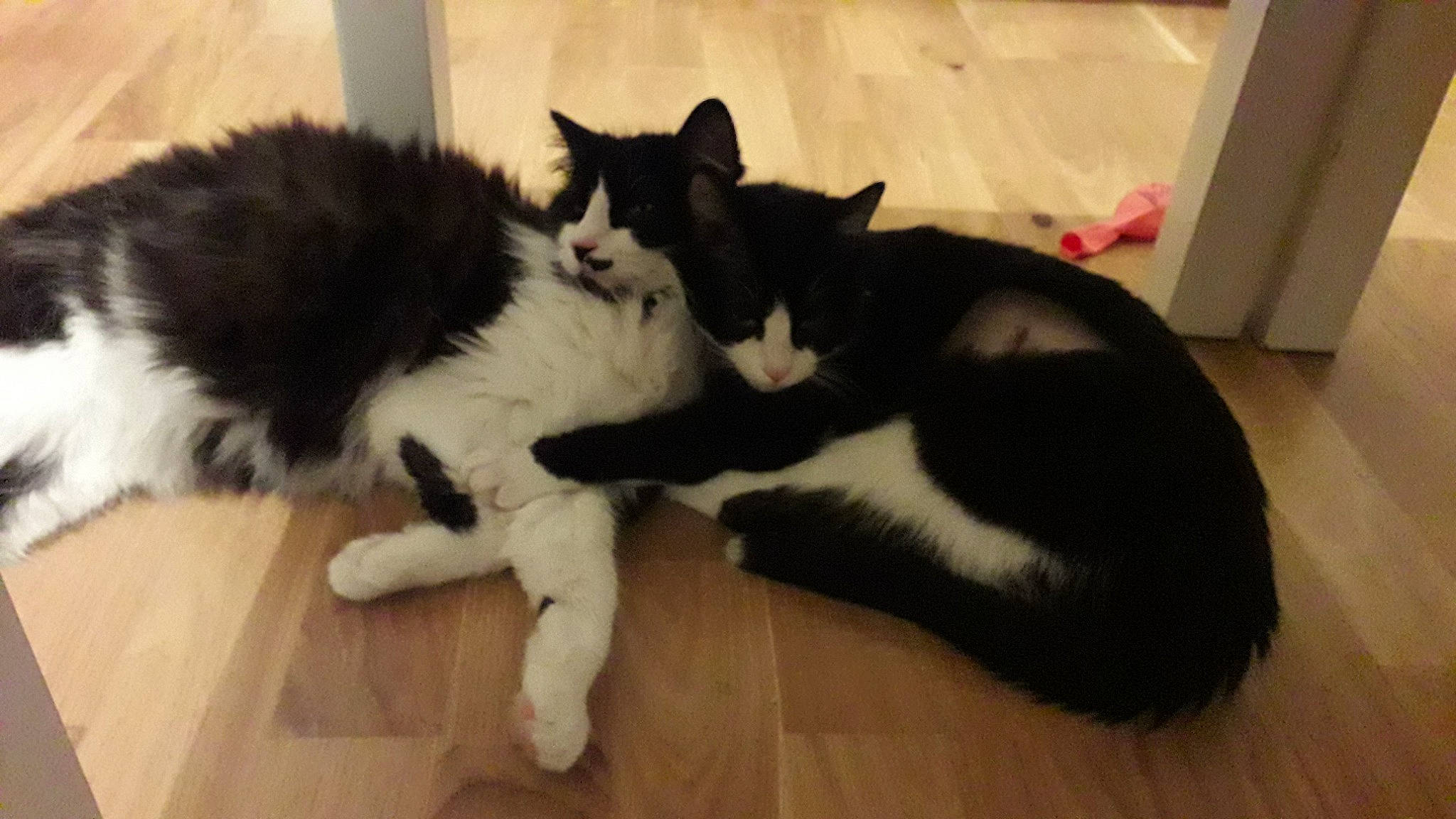 Monsieur participe au concours pour gagner de l'argent avec cette photo : black_and_white, black_cat, canidae, carnivore, cat, claw, domestic_long_haired_cat, domestic_short_haired_cat, felidae, fur, kitten, mammal, norwegian_forest_cat, paw, polydactyl_cat, small_to_medium_sized_cats, tail, whiskers