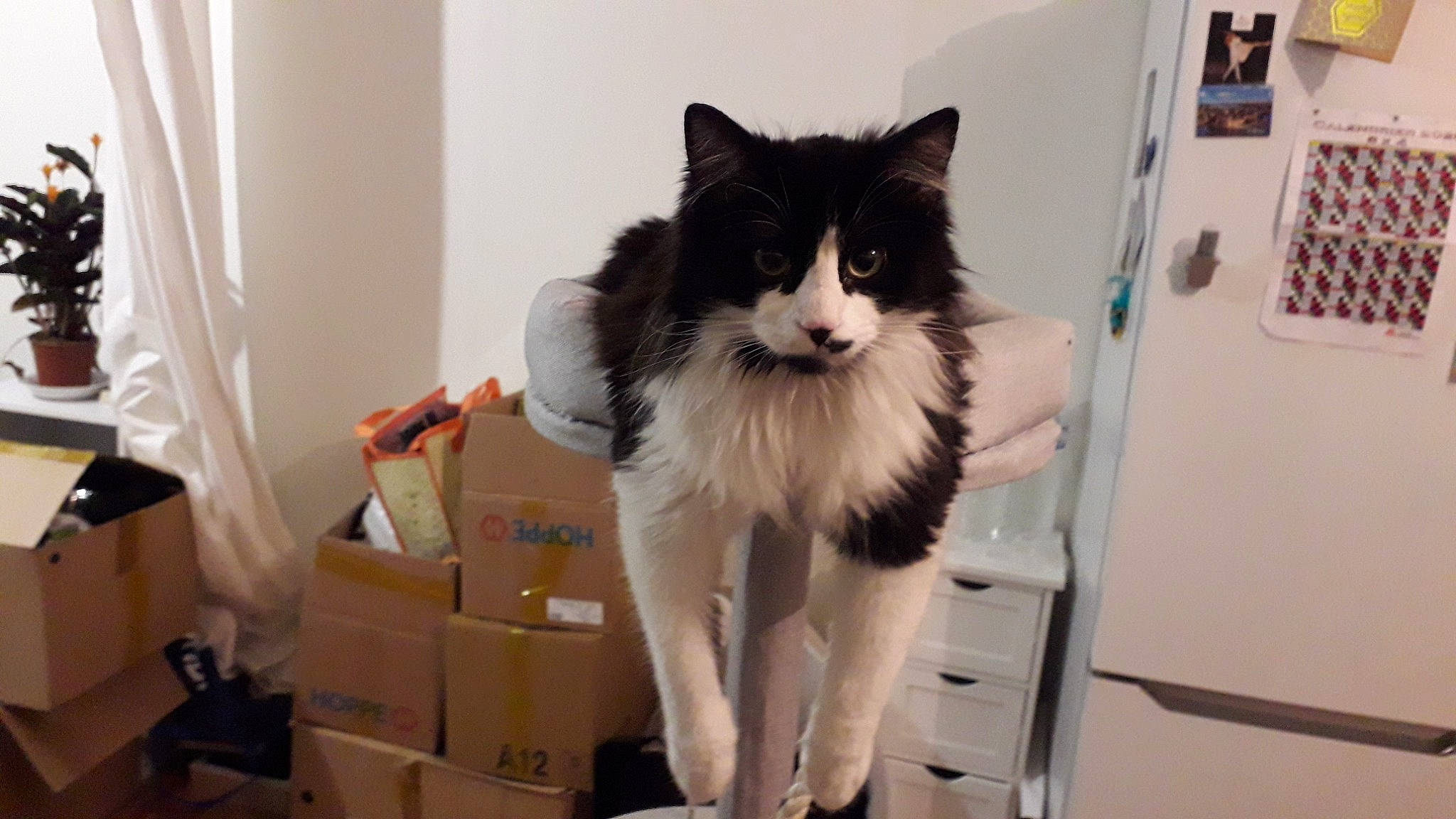 Monsieur a rejoint le concours — aidez-le/la à gagner de superbes lots ! black_and_white, canidae, carnivore, cat, domestic_long_haired_cat, domestic_short_haired_cat, felidae, fur, kitten, mammal, norwegian_forest_cat, polydactyl_cat, small_to_medium_sized_cats, snapshot, tail, whiskers