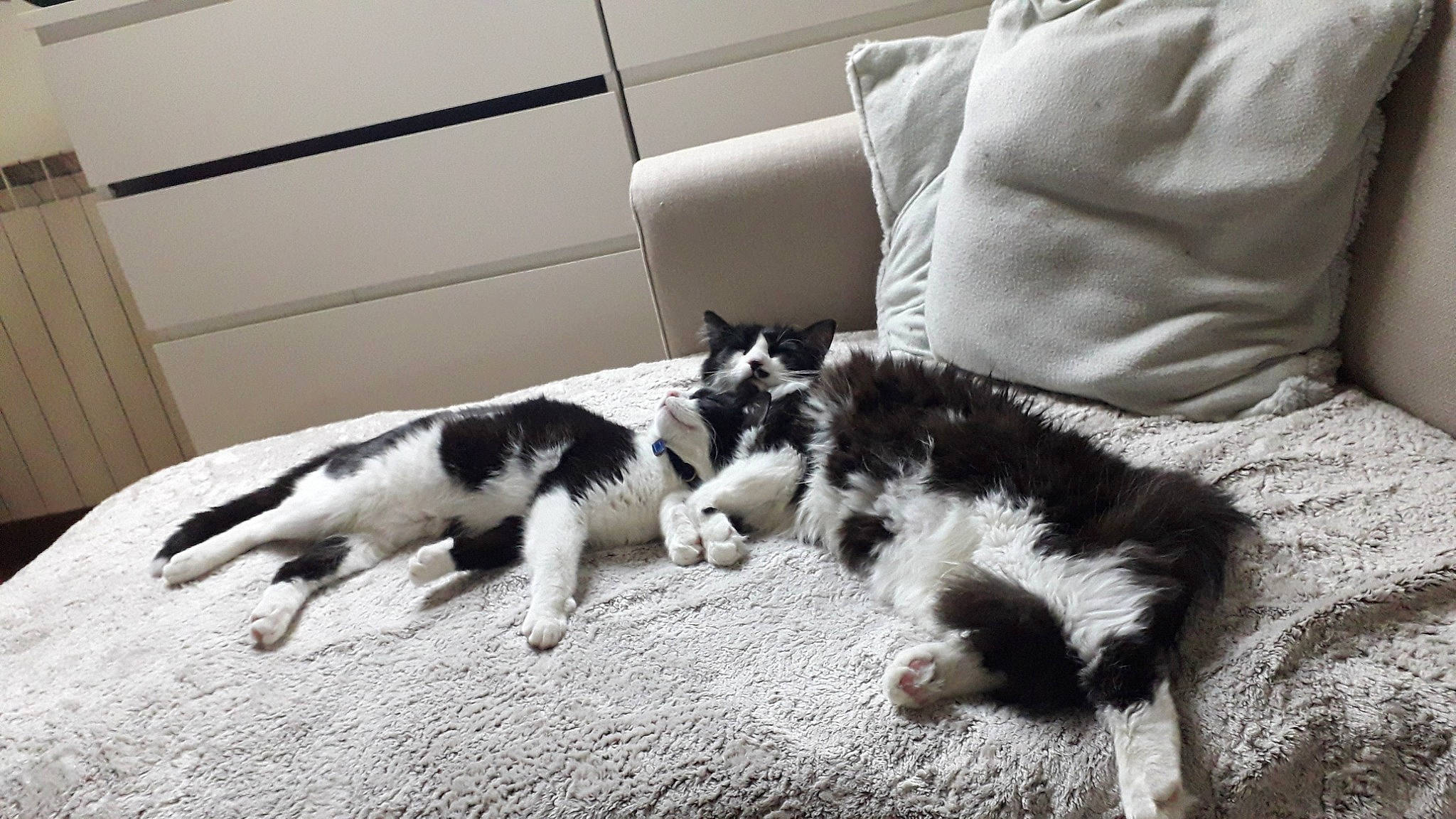 Monsieur participe au concours pour gagner de l'argent avec cette photo : canidae, carnivore, cat, dog, dog_breed, felidae, kitten, mammal, puppy, small_to_medium_sized_cats, sporting_group, stabyhoun, tail, vertebrate, whiskers