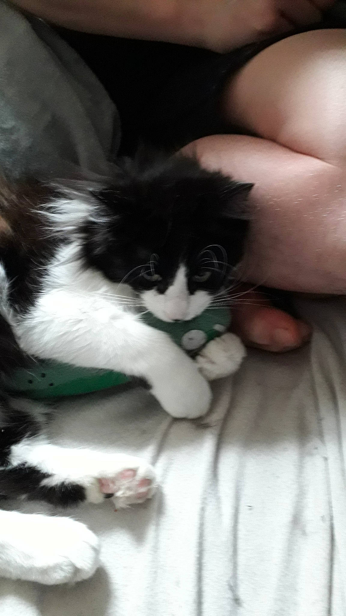 Monsieur participe au concours pour gagner de l'argent avec cette photo : black_and_white, carnivore, cat, domestic_long_haired_cat, felidae, fur, hand, kitten, norwegian_forest_cat, nose, polydactyl_cat, small_to_medium_sized_cats, snout, whiskers