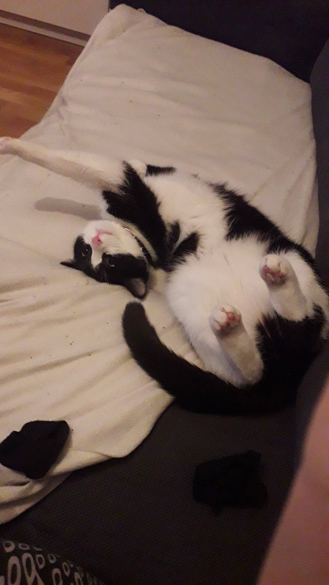 Madame participe au concours pour gagner de l'argent avec cette photo : carnivore, cat, ear, felidae, fur, kitten, nap, paw, small_to_medium_sized_cats, tail, whiskers