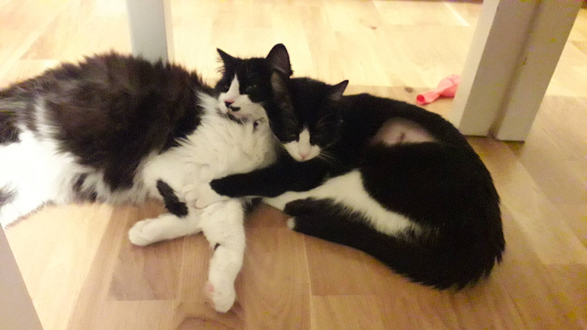 Madame a rejoint le concours — aidez-le/la à gagner de superbes lots ! black_and_white, black_cat, canidae, carnivore, cat, claw, cymric, domestic_long_haired_cat, domestic_short_haired_cat, felidae, fur, kitten, mammal, norwegian_forest_cat, paw, polydactyl_cat, small_to_medium_sized_cats, tail, whiskers