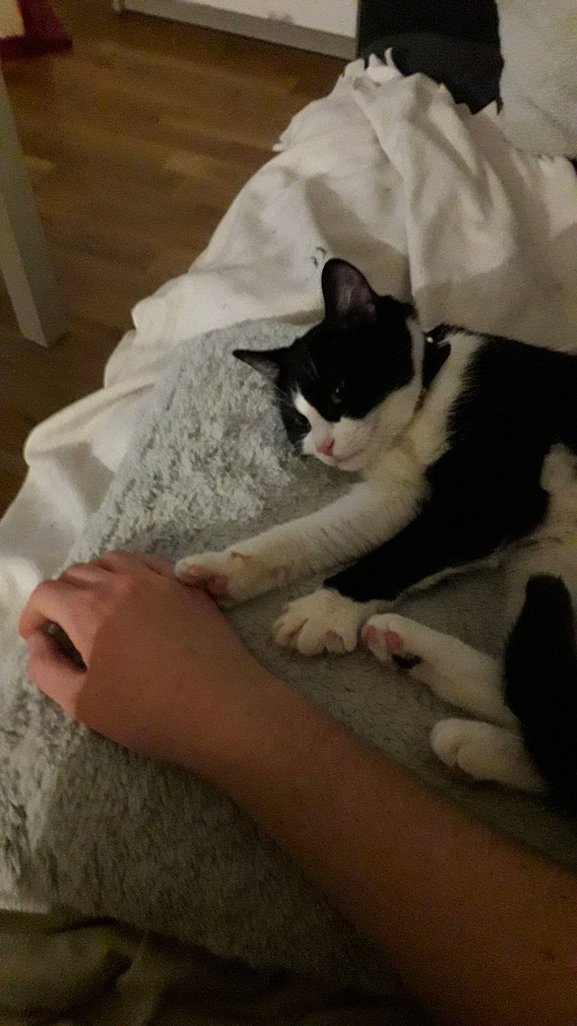 Madame a rejoint le concours — aidez-le/la à gagner de superbes lots ! carnivore, cat, ear, felidae, foot, leg, linens, small_to_medium_sized_cats, whiskers