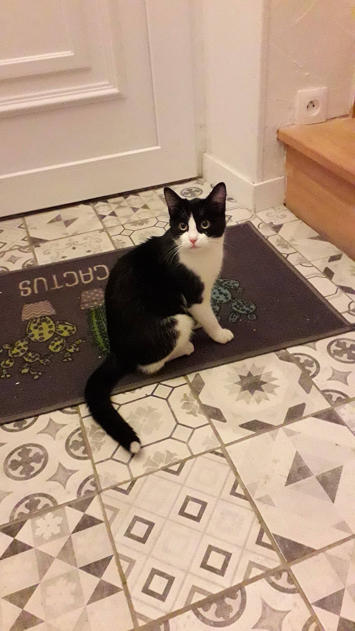 Madame participe au concours pour gagner de l'argent avec cette photo : black_and_white, black_cat, carnivore, cat, design, domestic_short_haired_cat, european_shorthair, felidae, floor, flooring, fur, hardwood, kitten, pattern, polydactyl_cat, room, small_to_medium_sized_cats, tail, tile, whiskers