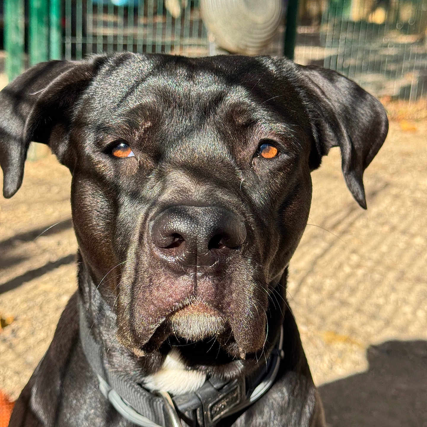 Blue a rejoint le concours — aidez-le/la à gagner de superbes lots ! animal, background_blur, black_dog, brown_eyes, canine, close_up, collar, dog, ears, face, fence, focused, fur, outdoor, pet, portrait, serious_expression, shadow, sunlight, whiskers