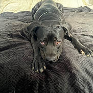 Blue participe au concours pour gagner de l'argent avec cette photo : dog, black_dog, pet, animal, lying_down, blanket, indoor, cozy, canine, fur, paw, relaxed, looking_up, bed, domestic_animal, companion, portrait, snout, ears, collar