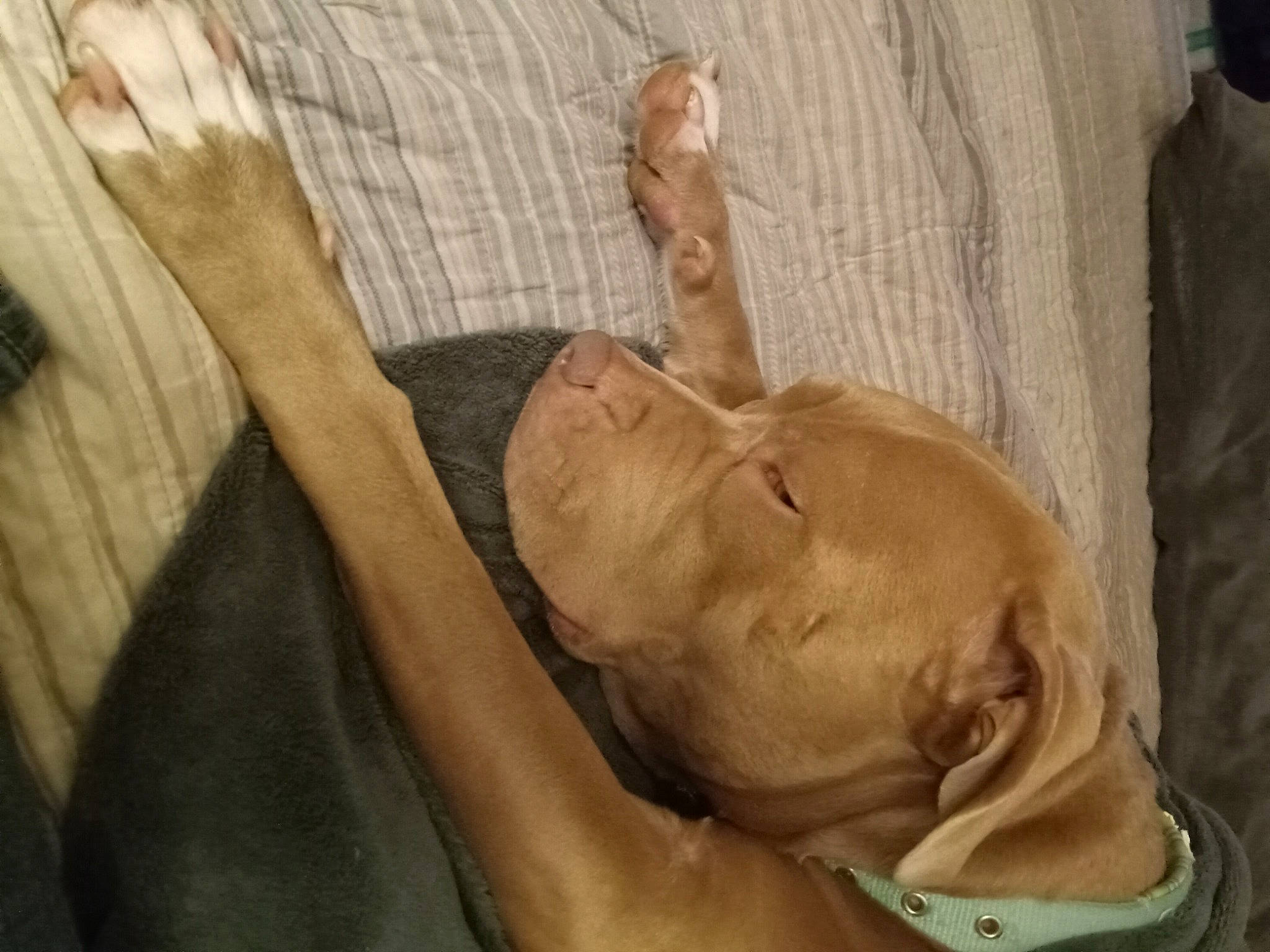 Emma joined the competition — help win amazing prizes! abdomen, ancient_dog_breeds, art, carnivore, comfort, companion_dog, dog, dog_breed, fawn, gesture, guard_dog, linens, nap, sculpture, sporting_group, visual_arts, wood, working_animal, wrinkle