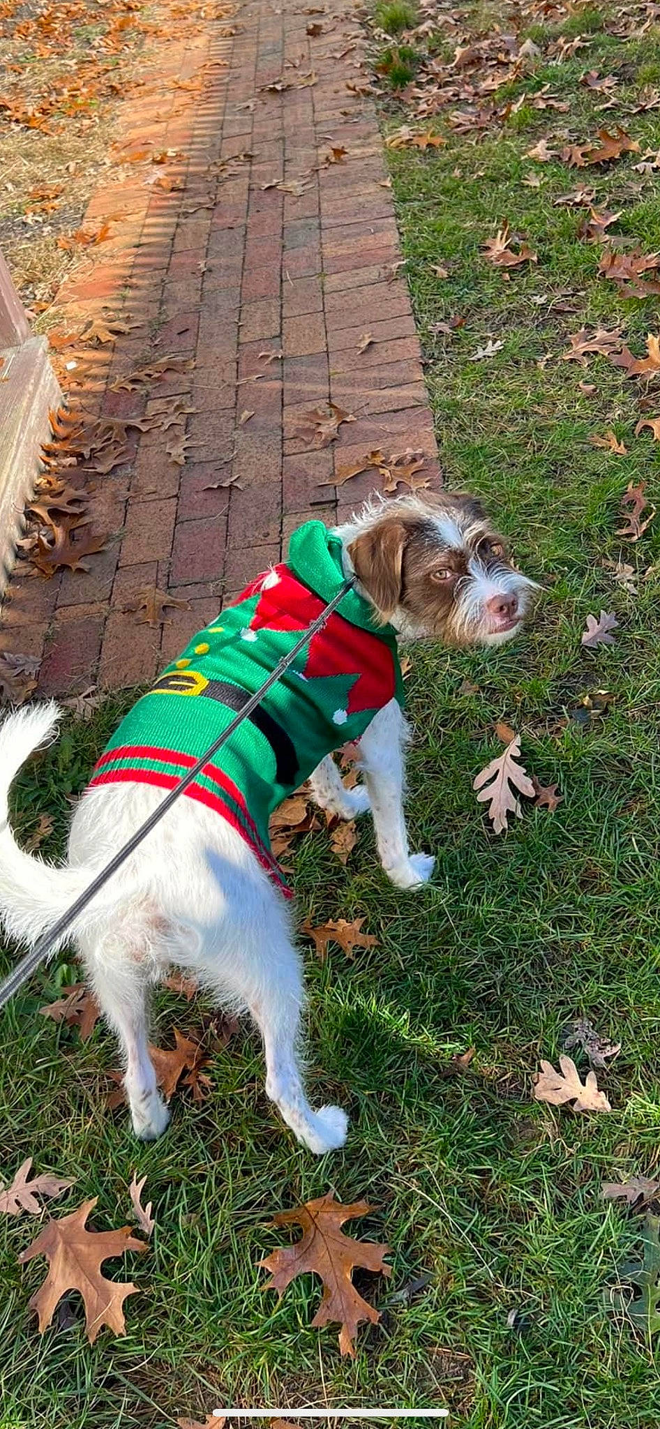 Sadie joined the competition — help win amazing prizes! canidae, carnivore, collar, companion_dog, dog, dog_breed, dog_clothes, dog_collar, dog_supply, fawn, grass, groundcover, leash, pet_supply, plant, sporting_group, tail, terrier, toy_dog, working_animal