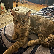 Piper joined the competition — help win amazing prizes! cat, tabby_cat, pet, animal, feline, whiskers, ears, eyes, fur, striped_blanket, bed, indoor, living_room, bedroom, rug, wood_floor, furniture, relaxed, lying_down, portrait