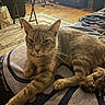 cat, tabby_cat, pet, animal, feline, whiskers, ears, eyes, fur, striped_blanket, bed, indoor, living_room, bedroom, rug, wood_floor, furniture, relaxed, lying_down, portrait
