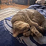Piper is registered to the contest to win money with this photo: cat, orange_cat, sleeping, curled_up, relaxed, furry, whiskers, paws, tail, pet, indoor, bedroom, blanket, patterned_blanket, cozy, television, furniture, rug, wood_floor, home