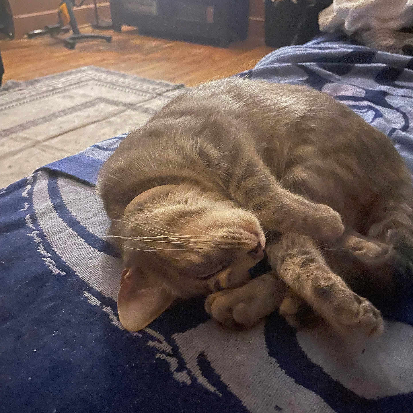 Piper