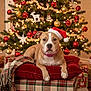 dog, santa_hat, christmas_tree, christmas_lights, ornaments, presents, fireplace, red_pillow, plaid, blanket, holiday, confetti, indoor, festive, decorations, cozy, pet, living_room, celebration, relaxed