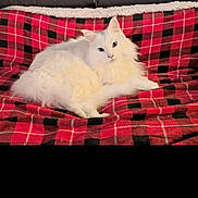 Maya participe au concours pour gagner de l'argent avec cette photo : cat, white_cat, fluffy, pet, animal, indoor, blanket, plaid, red, black, cozy, relaxed, fur, cute, feline, resting, comfort, sofa, home, domestic