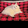 animal, black, blanket, cat, comfort, cozy, cute, domestic, feline, fluffy, fur, home, indoor, pet, plaid, red, relaxed, resting, sofa, white_cat