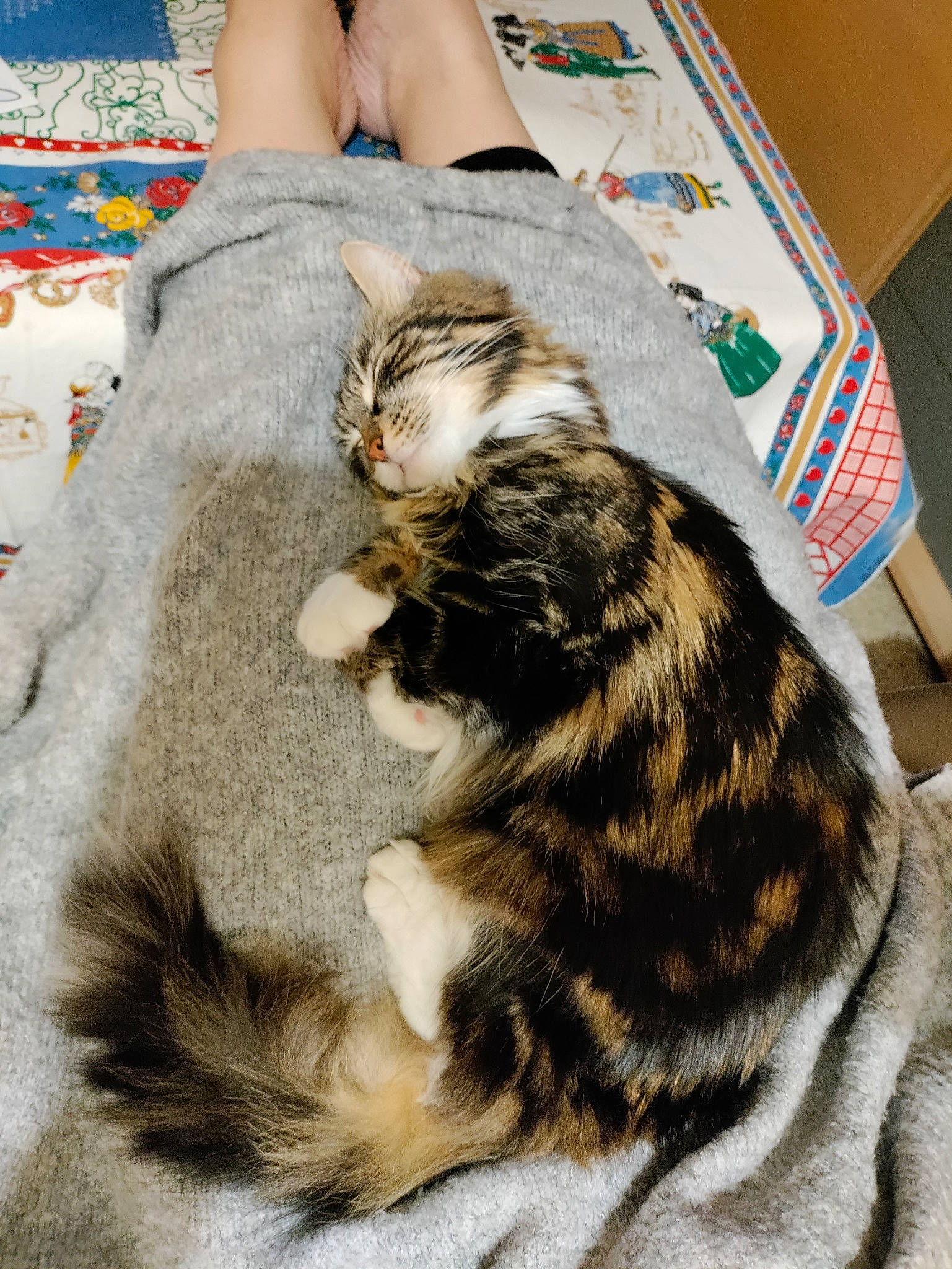 Poupi a rejoint le concours — aidez-le/la à gagner de superbes lots ! carnivore, cat, claw, comfort, dog_breed, domestic_short_haired_cat, felidae, fur, grass, human_leg, linens, nap, paw, small_to_medium_sized_cats, snout, sporting_group, tail, terrestrial_animal, thigh, whiskers