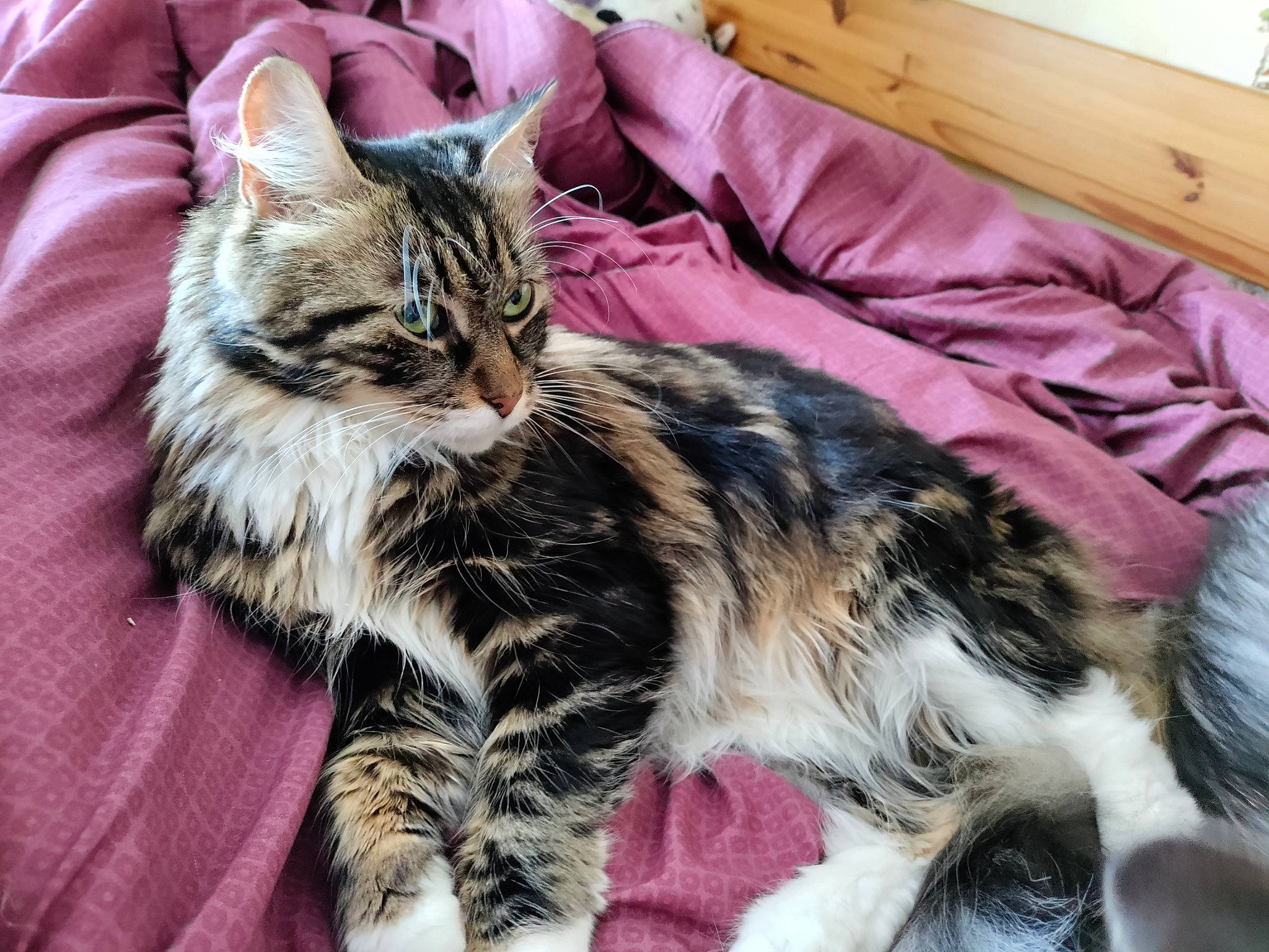 Poupi participe au concours pour gagner de l'argent avec cette photo : carnivore, cat, claw, comfort, domestic_short_haired_cat, felidae, foot, fur, paw, small_to_medium_sized_cats, snout, tail, terrestrial_animal, tree, whiskers, wood