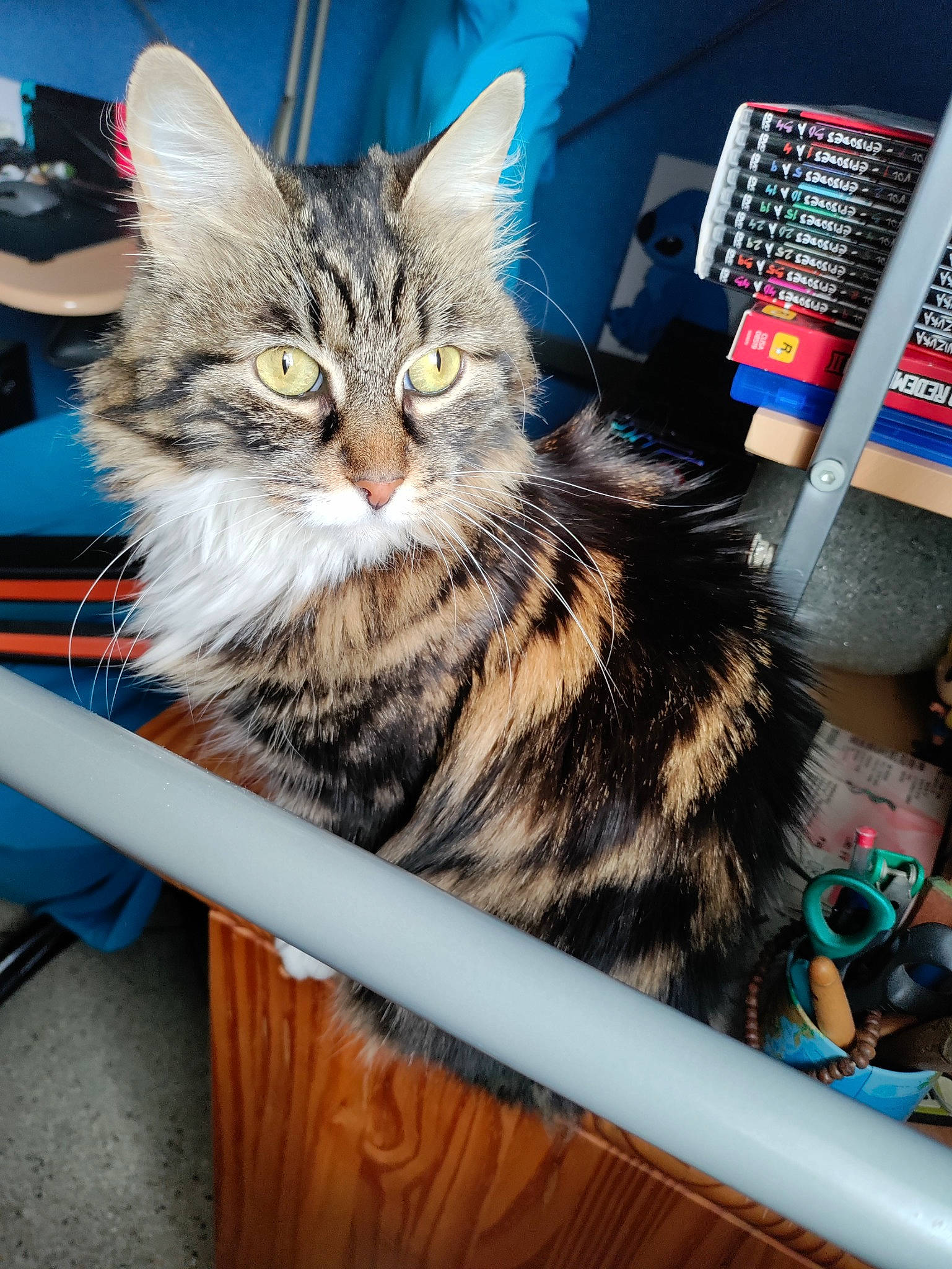 Poupi participe au concours pour gagner de l'argent avec cette photo : bag, basket, blue, box, carnivore, cat, domestic_short_haired_cat, felidae, fur, paw, small_to_medium_sized_cats, whiskers