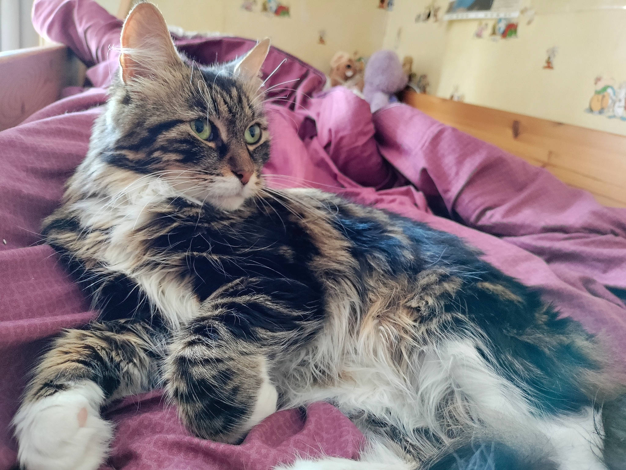 Poupi a rejoint le concours — aidez-le/la à gagner de superbes lots ! bed, carnivore, cat, claw, comfort, domestic_short_haired_cat, felidae, fur, nap, paw, small_to_medium_sized_cats, snout, tail, whiskers