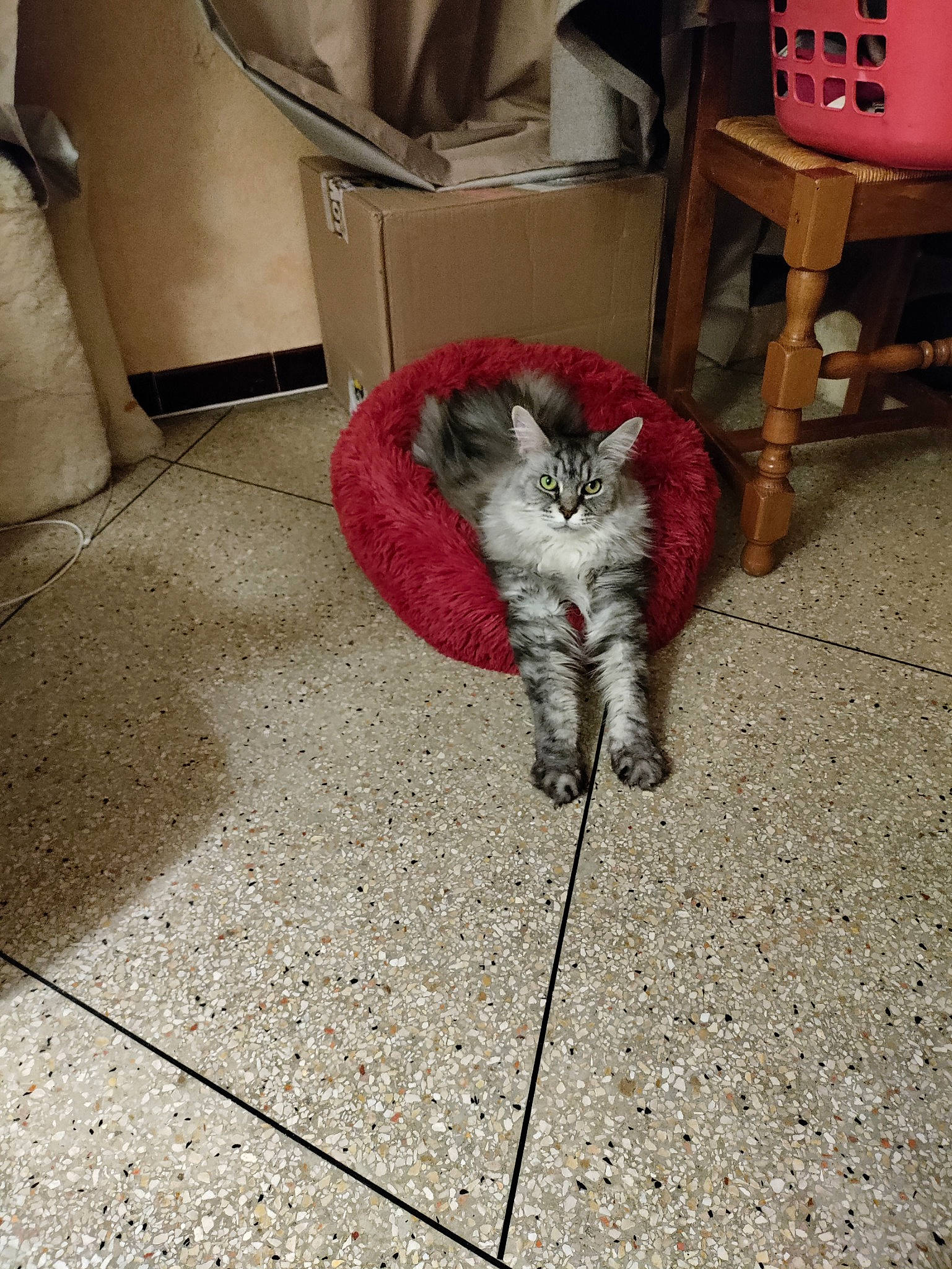 Marie a rejoint le concours — aidez-le/la à gagner de superbes lots ! carnivore, carpet, cat, chair, comfort, companion_dog, dog_breed, fawn, felidae, floor, flooring, furniture, grey, hardwood, human_leg, small_to_medium_sized_cats, sporting_group, tail, whiskers, wood