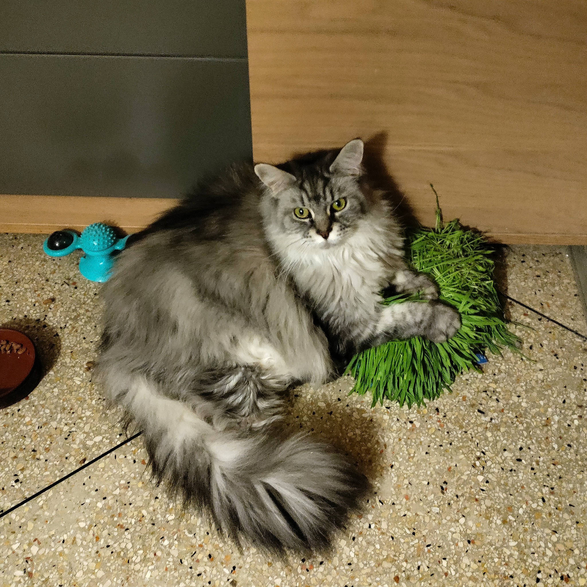 Marie participe au concours pour gagner de l'argent avec cette photo : british_longhair, carnivore, cat, claw, domestic_short_haired_cat, fawn, felidae, fur, grass, grey, maine_coon, paw, plant, road_surface, small_to_medium_sized_cats, soil, tail, terrestrial_animal, whiskers, wood