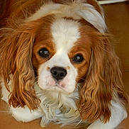 Fergus participe au concours pour gagner de l'argent avec cette photo : caramel_color, carnivoran, cavachon, cavalier_king_charles_spaniel, companion_dog, dog, dog_breed, dog_breed_group, dog_like_mammal, ear, king_charles_spaniel, puppy, puppy_love, snout, spaniel