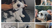 Future is registered to the contest to win money with this photo: bed, black_and_white, blanket, compilation, couch, cute, dog, fluffy, harness, headphones, indoor, outdoor, person, pillow, plants, relaxed, selfie, sunglasses, water_bottle, window