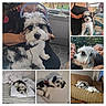 Future is registered to the contest to win money with this photo: dog, black_and_white, fluffy, headphones, sunglasses, indoor, outdoor, couch, bed, pillow, person, selfie, plants, window, blanket, water_bottle, harness, relaxed, cute, compilation