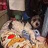 dog, plush_toy, blanket, clothing, towel, bottle, vitamin_water, indoor, pet, stuffed_animal, cozy, resting, furry, black_and_white, small_dog, toy, storage, shelf, fabric, cute