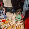 Future joined the competition — help win amazing prizes! dog, stuffed_toy, plush, blanket, clothing, indoor, pet, toy, fur, fabric, colorful, cozy, resting, small_dog, button_eyes, sitting, animal, soft, cute, home