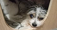 Future is registered to the contest to win money with this photo: dog, small_dog, fluffy_fur, wooden_cubby, pet, indoor, cozy, hiding, cute, curious, animal, resting, face, nose, eyes, fur, floor, home, shelter, comfort